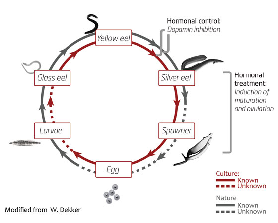 Eel cycle